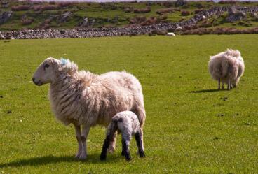 养50只羊一年赚多少钱？养羊市场前景如何？